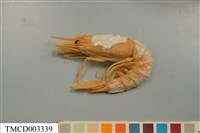 藏品(雄壯鬚蝦)的圖片